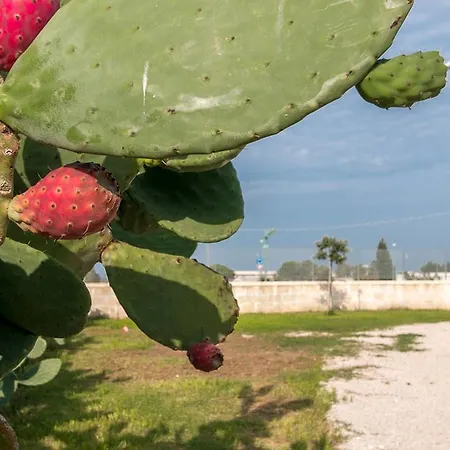 Casa vacanze Tenuta Masseria Cocciolicchio